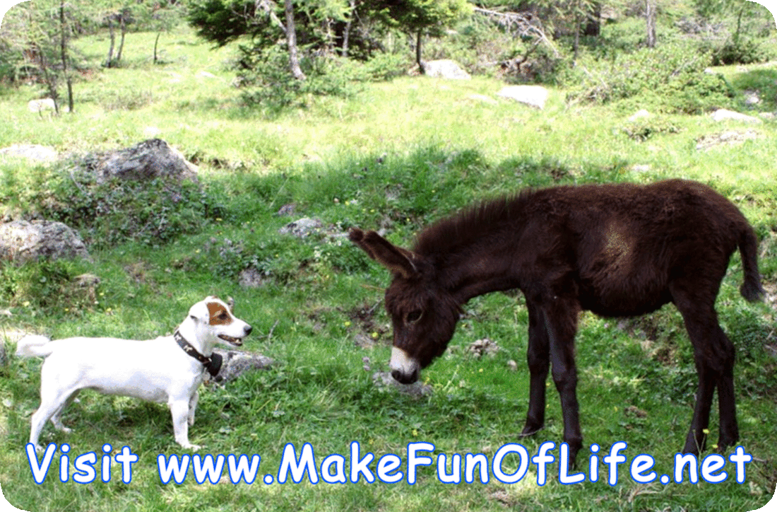 Picture of a donkey and a dog standing and facing each other in a grassy area under a shade tree and greeting each other with the Hebrew word Shalom, the English word Hello, the Hindi word Namaste, the Spanish word Hola, the French word Salut, the Dutch word Welkom, the Italian word Ciao, and the Spanish word Bienvenidos.