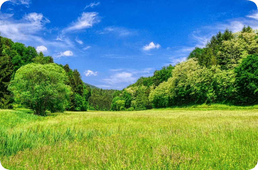 Picture of a meadow with flowering plants and green grass, green leafy trees on each side, and a blue sky with tiny white fluffy clouds.