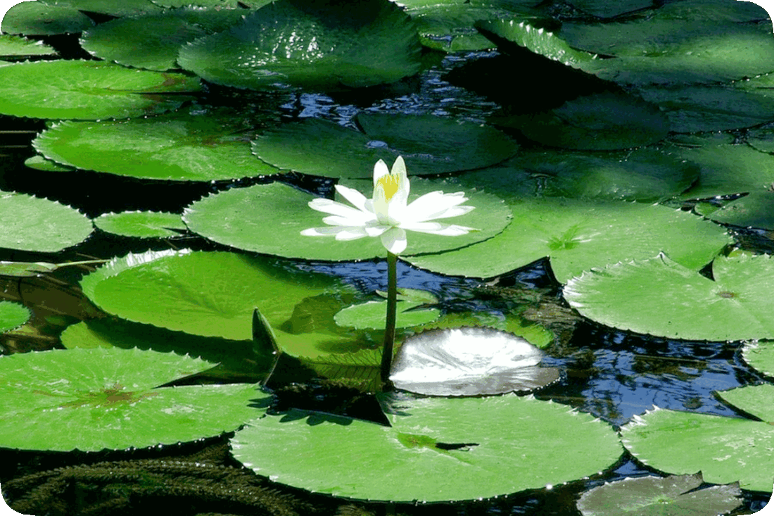 Picture of a water lily plant with a white flower, surrounded by green lily pads, in water.
