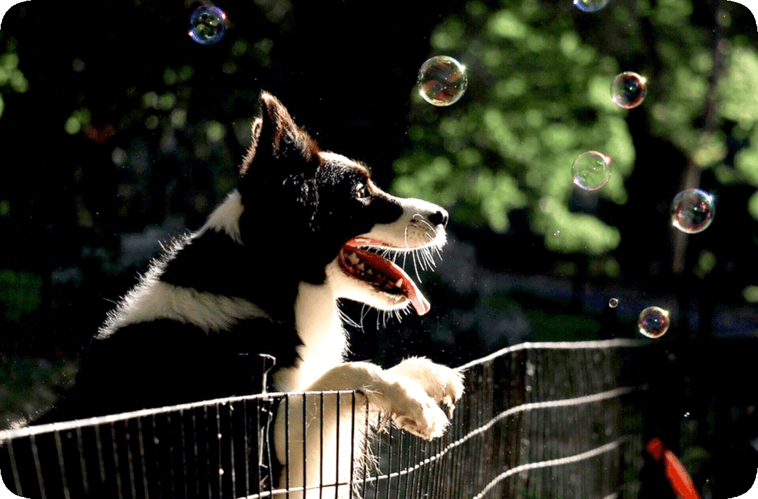 Picture of a happy black and white dog with its front paws resting on a fence as it watches soap bubbles floating in the air.