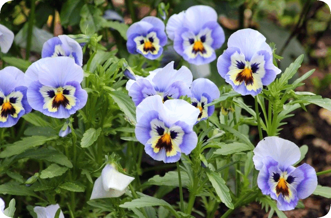 Picture of a group of pansy plants that have light blue flowers with color patterns in the centers that resemble comical faces with purple eyes, yellow noses, and purplish-maroon mustaches.