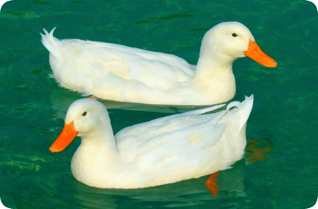 Picture of two Pekin ducks with white feathers and orange beaks, swimming in water.
