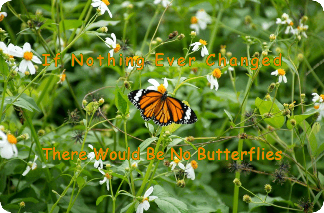 Picture of an orange, black, and white Monarch Butterfly in the midst of flowers with yellow centers, white petals, and dark green leaves and dark green stems, and the words, ‘If Nothing Ever Changed, There Would Be No Butterflies.’