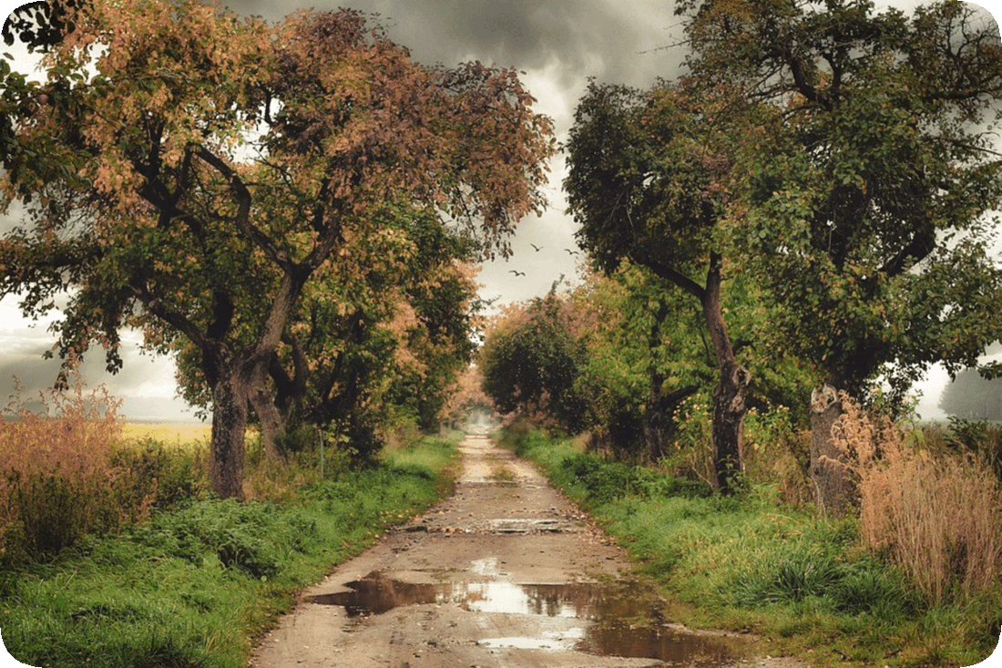 Picture of a road with puddles of water on it, bordered on both sides by green grass and trees, with a heavily clouded sky overhead, portending rain, and three birds in the sky.