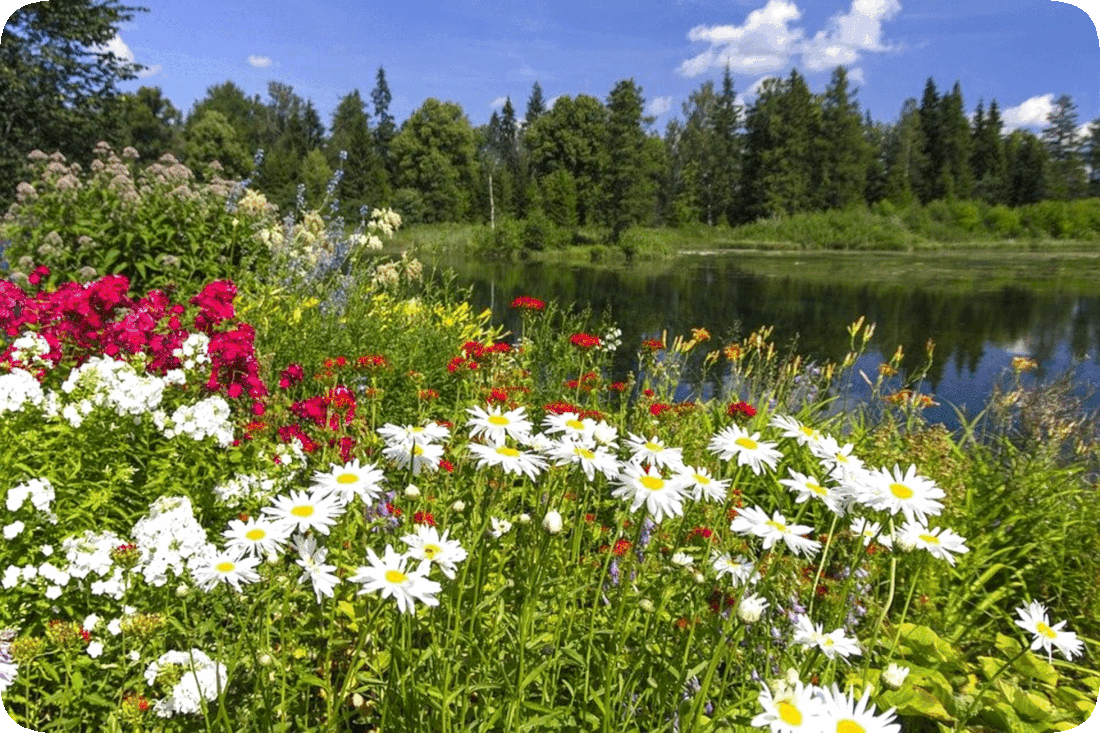 Picture of a wilderness area with flowering plants, a lake, green leafy trees across the lake, and a blue sky with fluffy white clouds.
