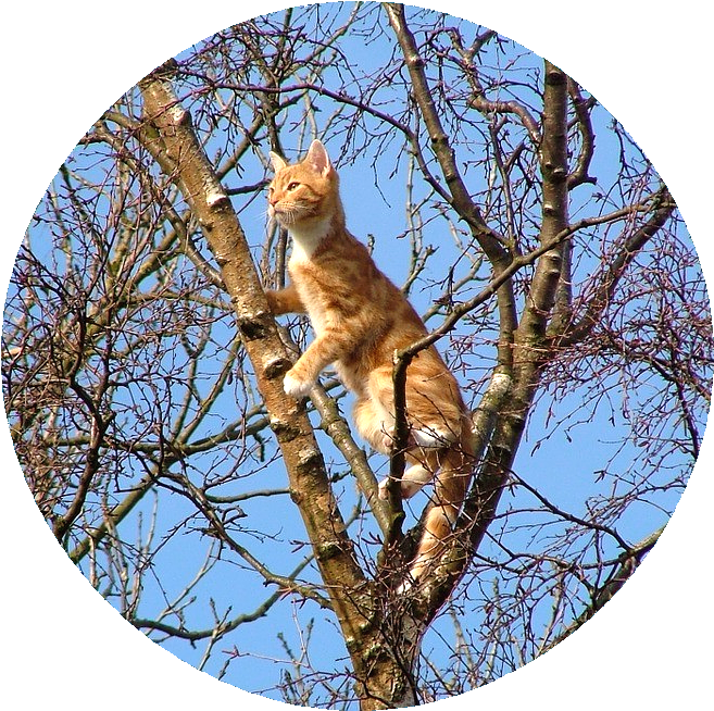 Picture of a domestic cat high up in a tree, peering out from among the branches, and a clear blue sky in the background.