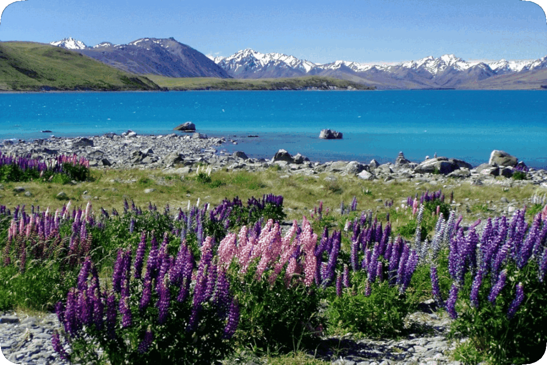 Picture of a blue lake surrounded by flowering plants with pink, lavender, and purple blossoms, and hills and snow-capped mountains in the distance.