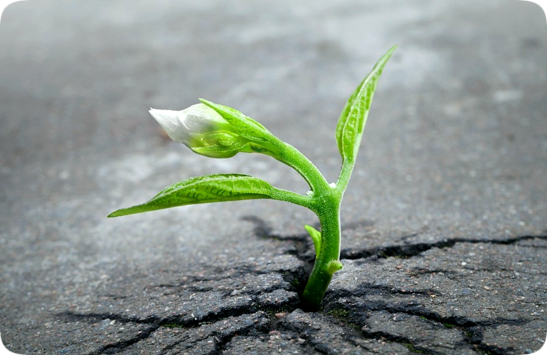 Picture of a small green plant with a white flower, sprouting through a crack in black asphalt pavement.
