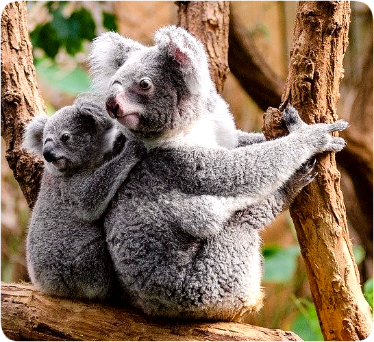 Picture of an adult koala and an infant koala peering intently backward over their shoulders.