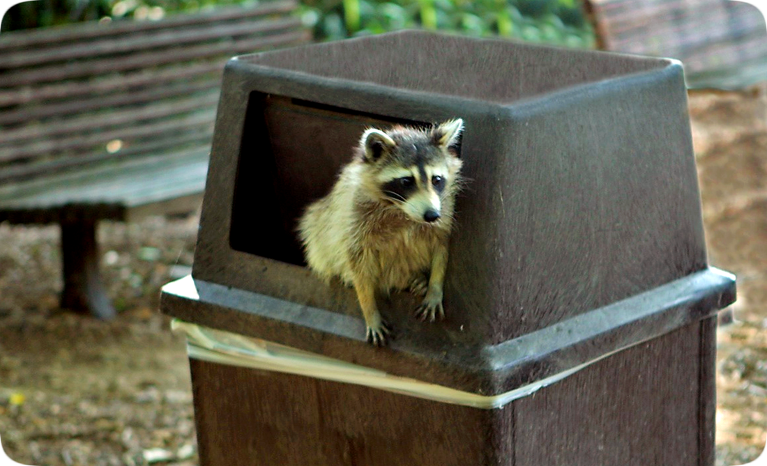 Picture of a raccoon climbing out of a garbage can in a park.