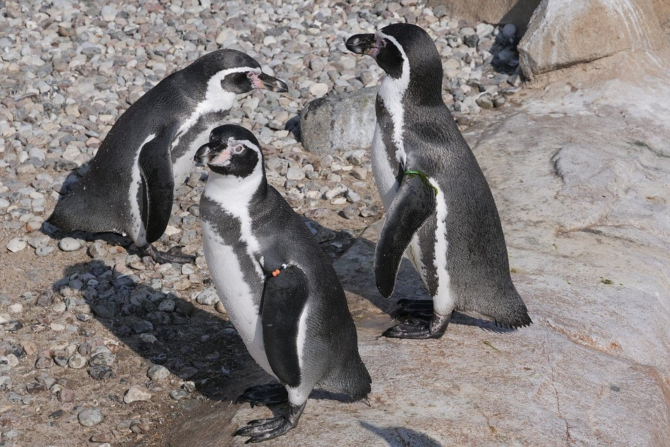 Picture of three penguins.