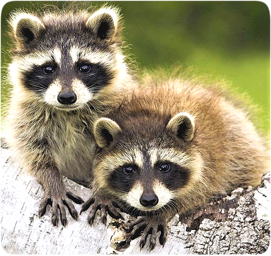 Picture of two raccoons looking curiously at the viewer.