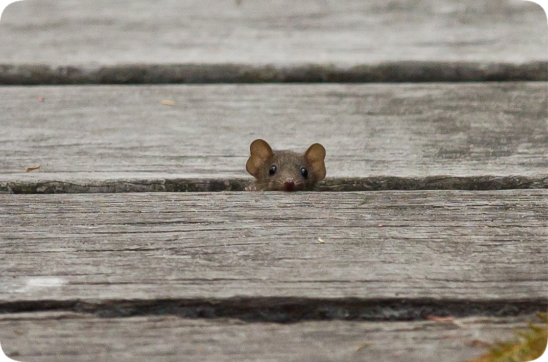 Picture of a curious mouse sticking its head out through a space between the wooden boards of a walkway.