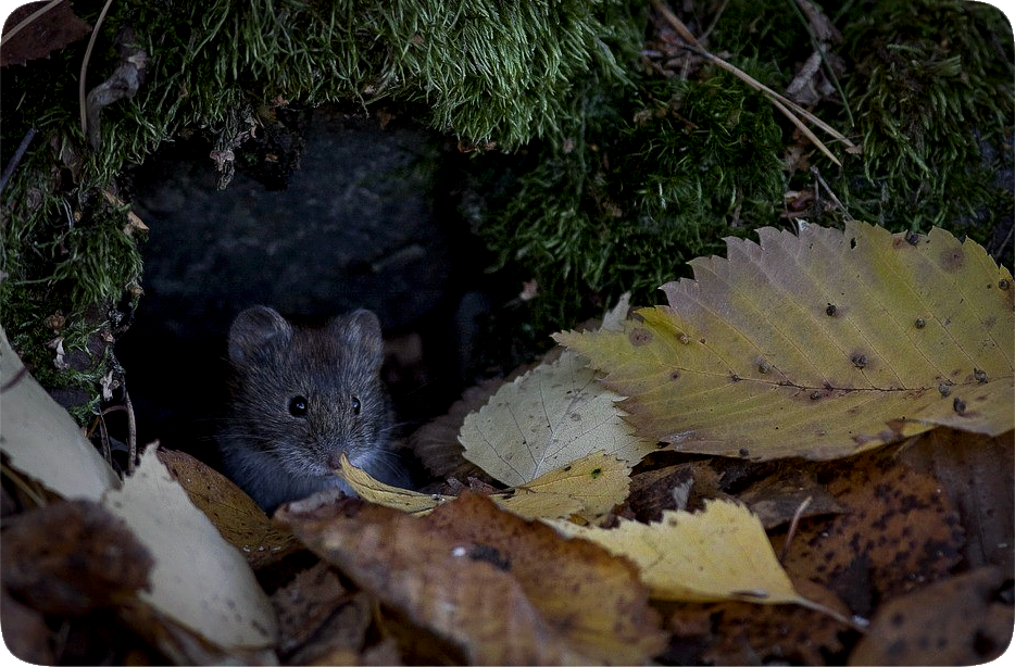 Picture of a mouse at the opening of its burrow that is partly hidden by green moss and fallen leaves.