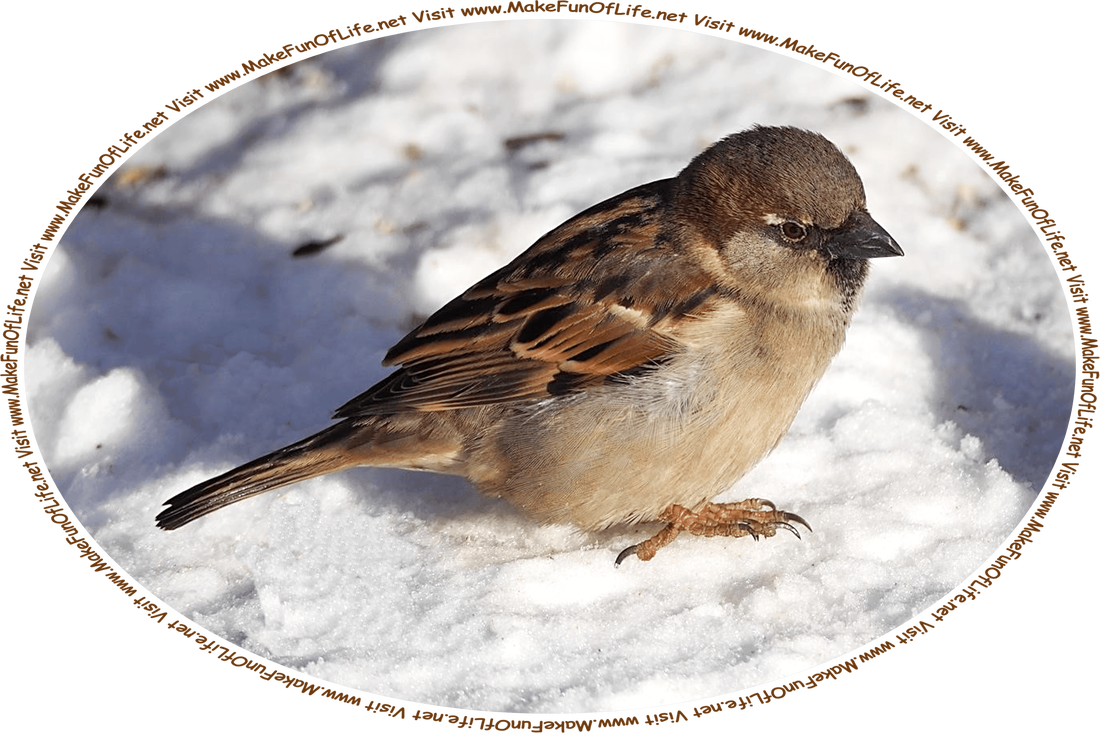 Picture of a small bird called a sparrow, standing outside atop fallen snow on the ground on a cold Winter day, and the words, ‘Visit www.MakeFunOfLife.net.’