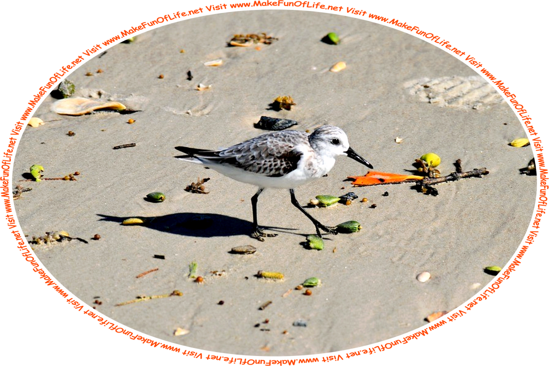 Picture of a sandpiper, a type of shorebird with long, thin legs and a long, thin beak, walking among the seashells, palm nuts, bits of seaweed, and other natural debris washed up by the waves onto a sandy beach, and the words, ‘Visit www.MakeFunOfLife.net.’