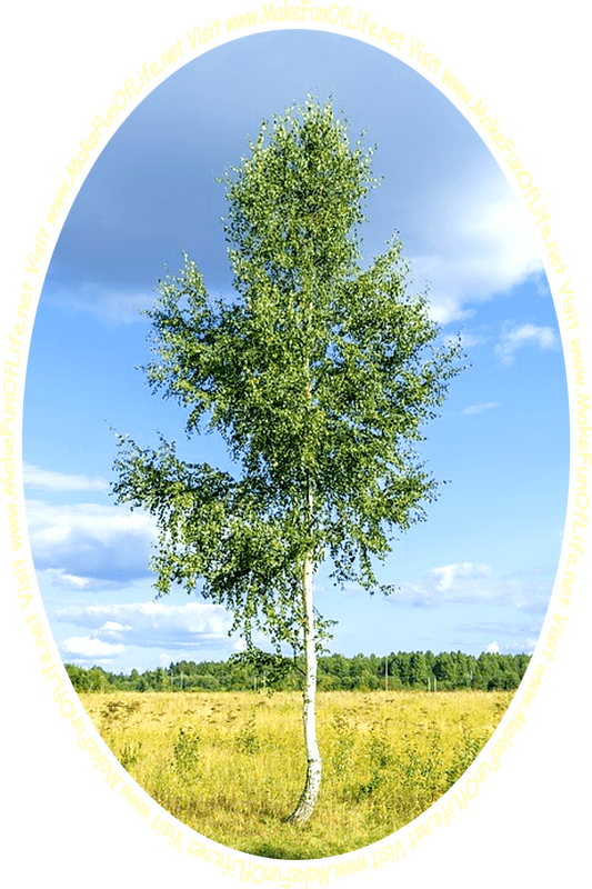 Picture of a tree in a field in summertime and the words, 'Visit www.MakeFunOfLife.net.'