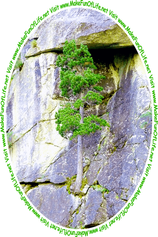 Picture of a tree growing on the side of a steep rocky cliff and the words, 'Visit www.MakeFunOfLife.net.'