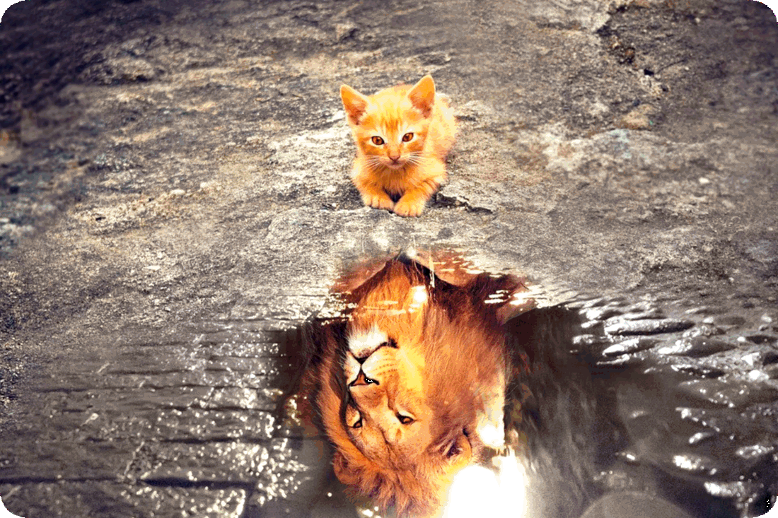 Picture of an orange Tabby Cat kitten looking into a pool of water and seeing reflected back an image of a lion.