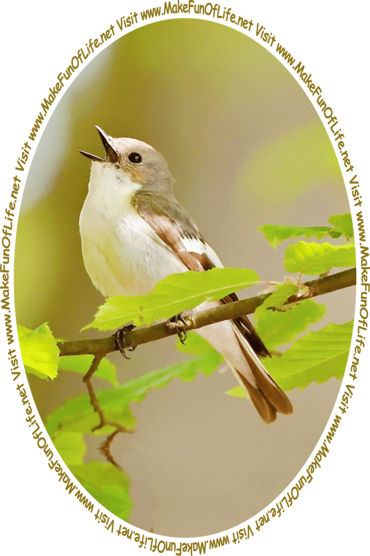 Picture of a European Pied Flycatcher, a type of small bird, with its head tilted back and beak open while it is perched on a tree branch and singing, and the words, ‘Visit www.MakeFunOfLife.net.’