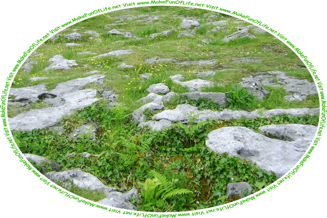 Picture of a rocky area, with tiny white and yellow flowers, ferns, ivy, and other green leafy plants growing among the rocks, and the words, ‘Visit www.MakeFunOfLife.net.’