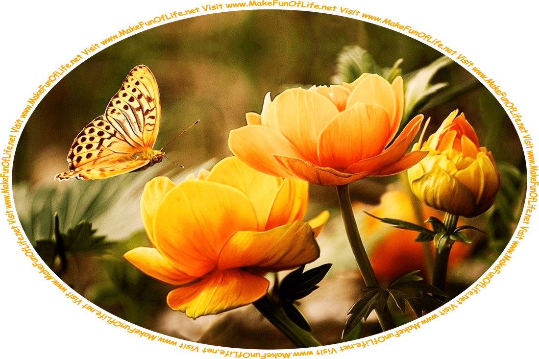 Picture of an yellowish-orange butterfly in the air just above three yellowish orange flower blossoms, and the words, ‘Visit www.MakeFunOfLife.net.’