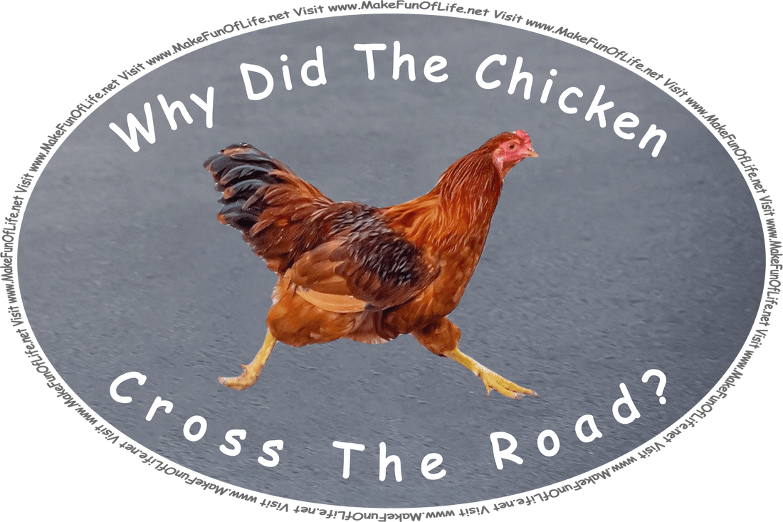 Picture of a Rhode Island Red hen running across the asphalt pavement of a road, and the words, ‘Why Did The Chicken Cross The Road? - Visit www.MakeFunOfLife.net.’