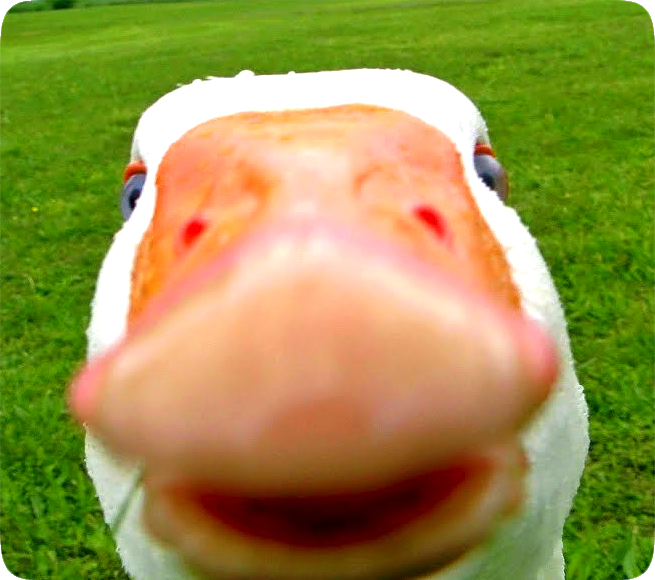 Closeup picture of duck showing its large orange beak, eyes, and white feathered head.