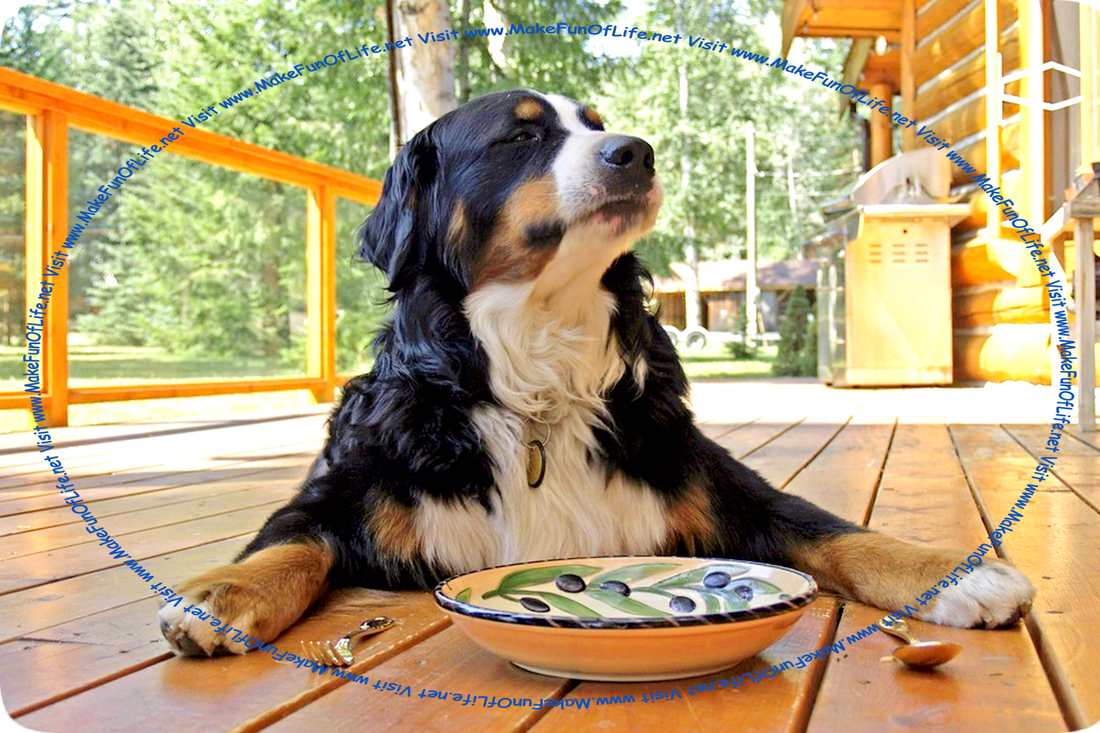 Picture on a bright sunny day of a dog on the outdoor wood deck of a house, with an empty bowl, a fork, and a spoon in front of it, as if waiting for food to be served, and with green grass and green leafy trees in the background.