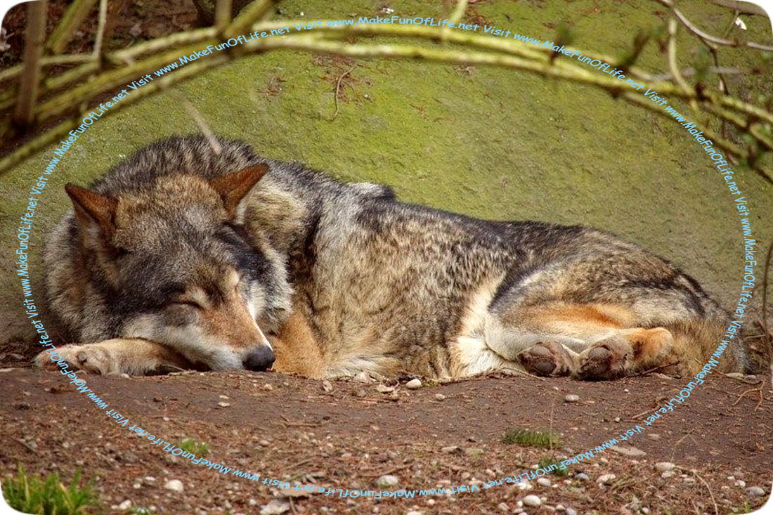 Daytime picture of a wolf with mixed-color gray, black, tan, and brown fur sleeping, with its eyes closed, on the bare ground in front of a large rock that has a slight yellow-green coloration from a thin layer of moss growing on it.