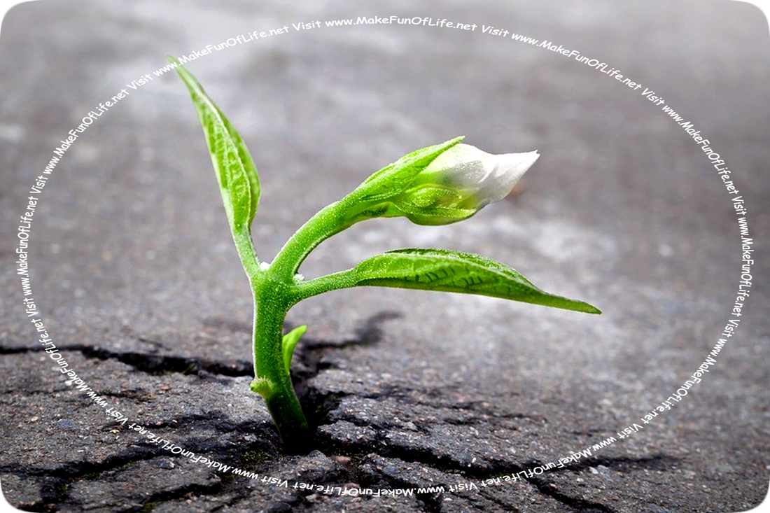 Picture of a small green plant with a white flower, sprouting through a crack in black asphalt pavement.