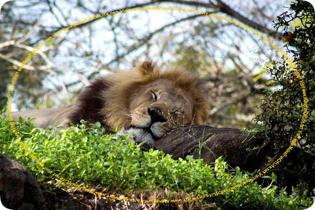 Daytime picture of a lion sleeping under a tree, with its head against a rock as a pillow, and a partly cloudy sky above visible between the branches and leaves of the tree. In the foreground, close to the ground, is a cluster of small green leafy plants with tiny blue flowers.