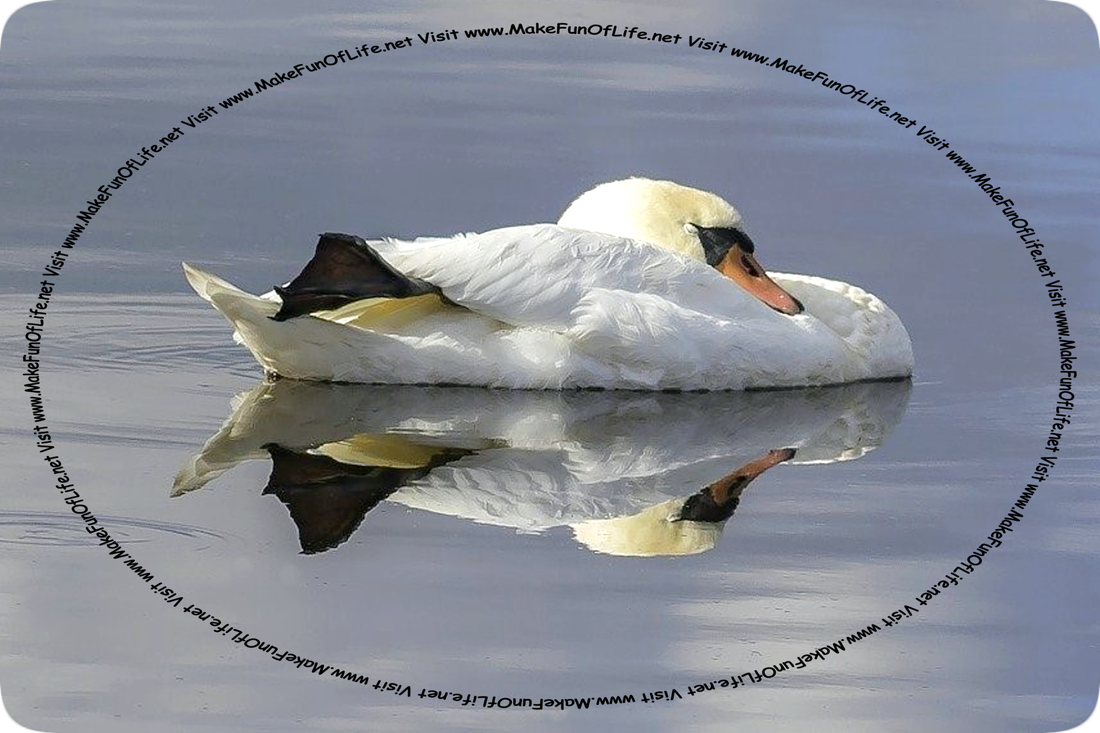 Daytime picture of a swan asleep while floating in smooth, calm water, with its head lowered down atop its chest feathers and one leg raised up out of the water, extended, and partially tucked under a wing.