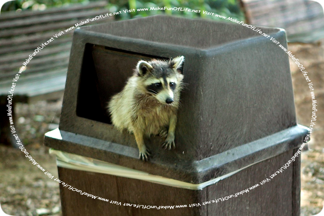 Picture of a raccoon climbing out of a garbage can that is in a park.