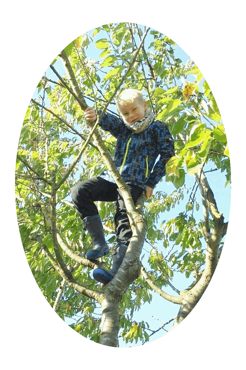 Picture of a boy in a green leafy tree.