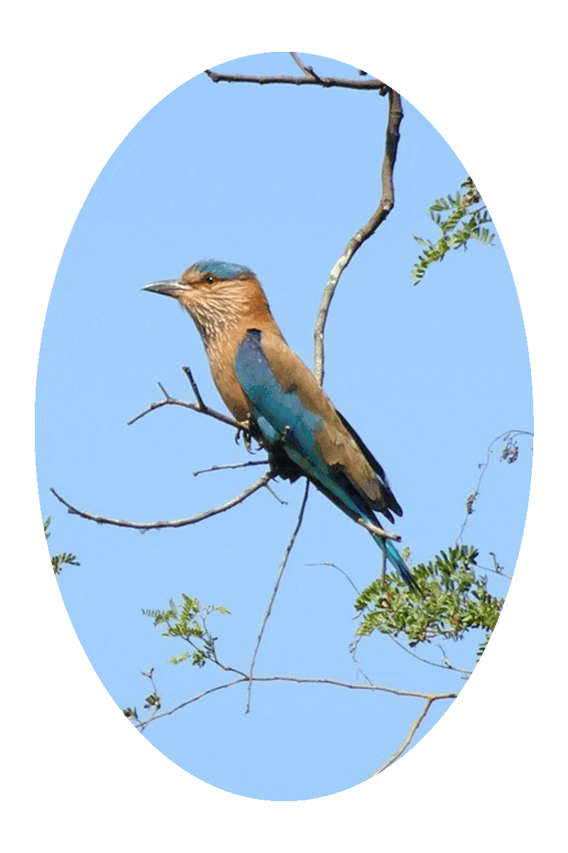 Picture of a bird with brown and blue plumage, or feathers, perched on a tree branch, with a clear blue sky in the background.