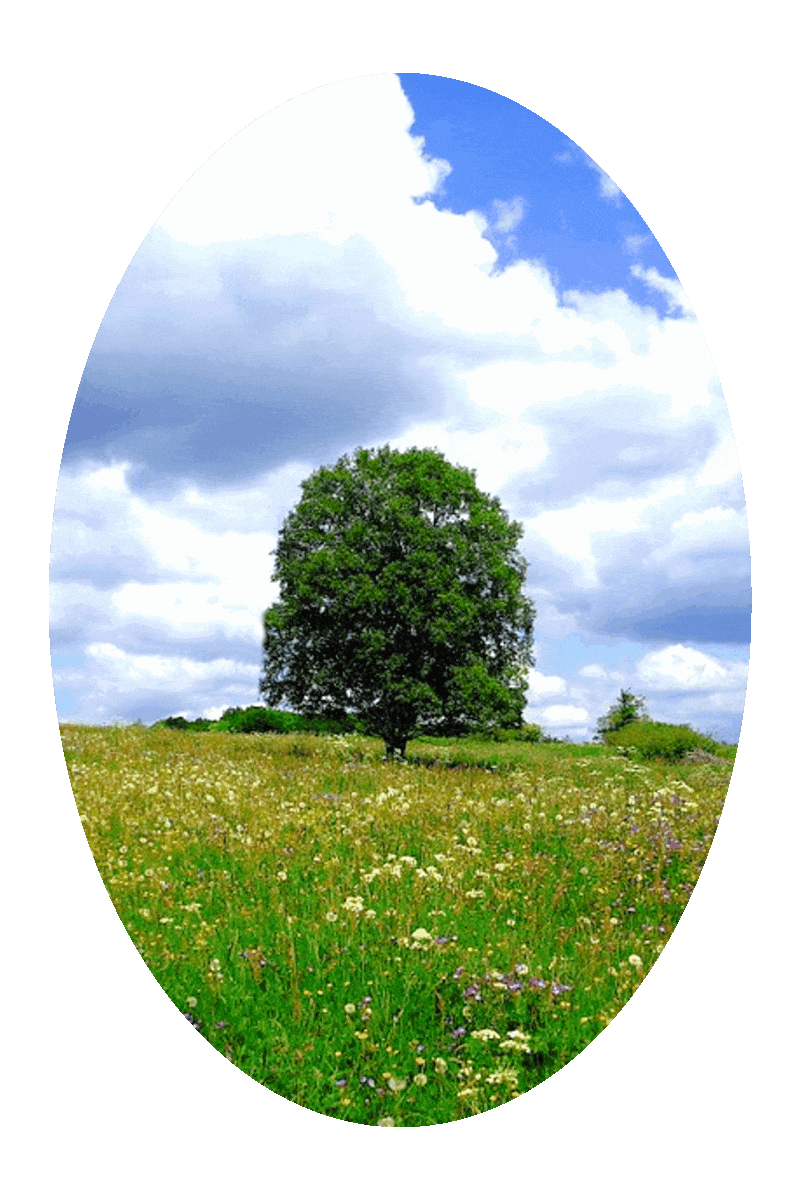 Picture of a single green leafy tree in a meadow with flowering plants and green grass, and a cloudy sky overhead.