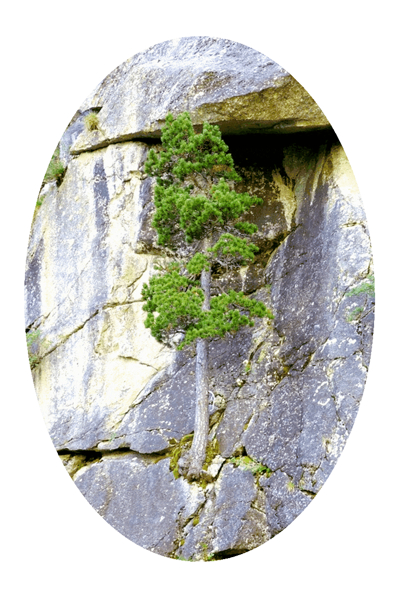 Picture of a tree growing on the side of a steep rocky cliff.