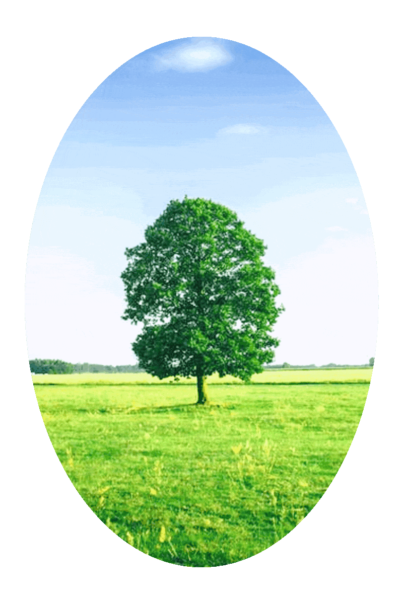 Picture of a green leafy tree in a field of green grass with a blue sky above.