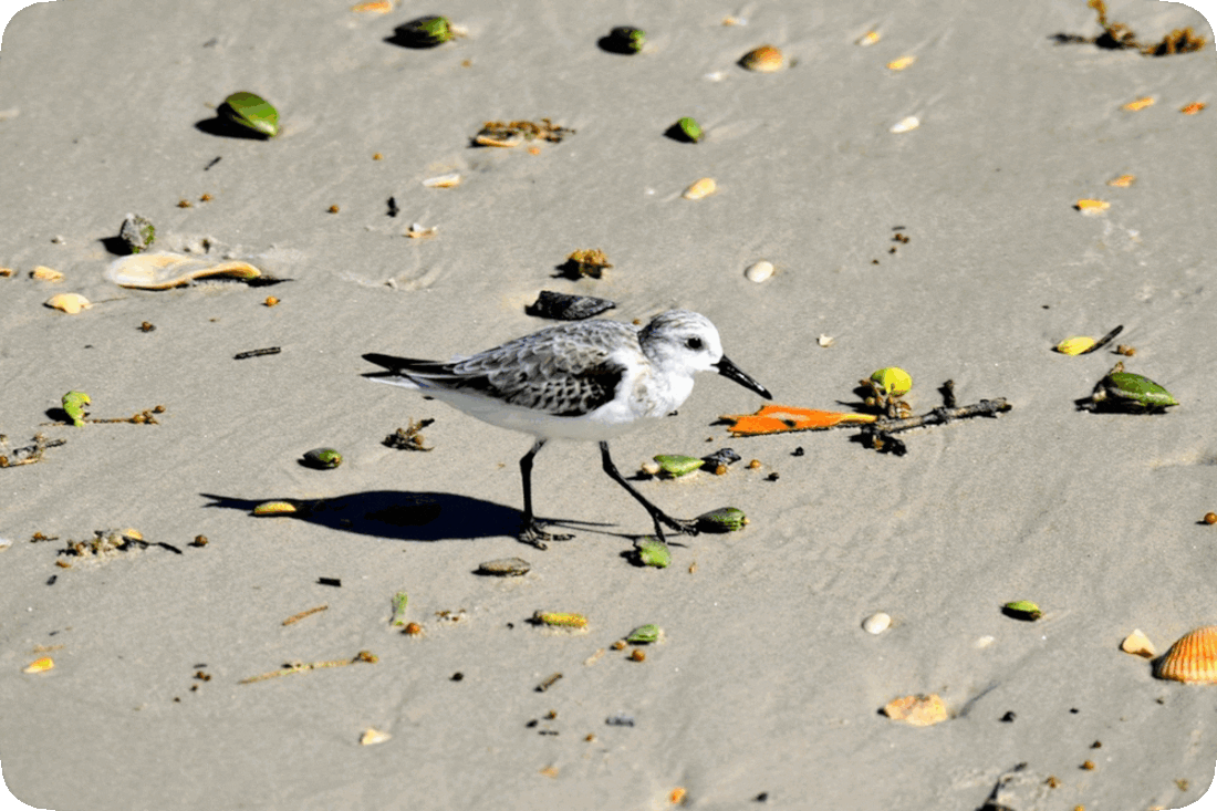 Picture of a sandpiper, a type of shorebird with long, thin legs and a long, thin beak, walking among the seashells, palm nuts, bits of seaweed, and other natural debris washed up by the waves onto a sandy beach.