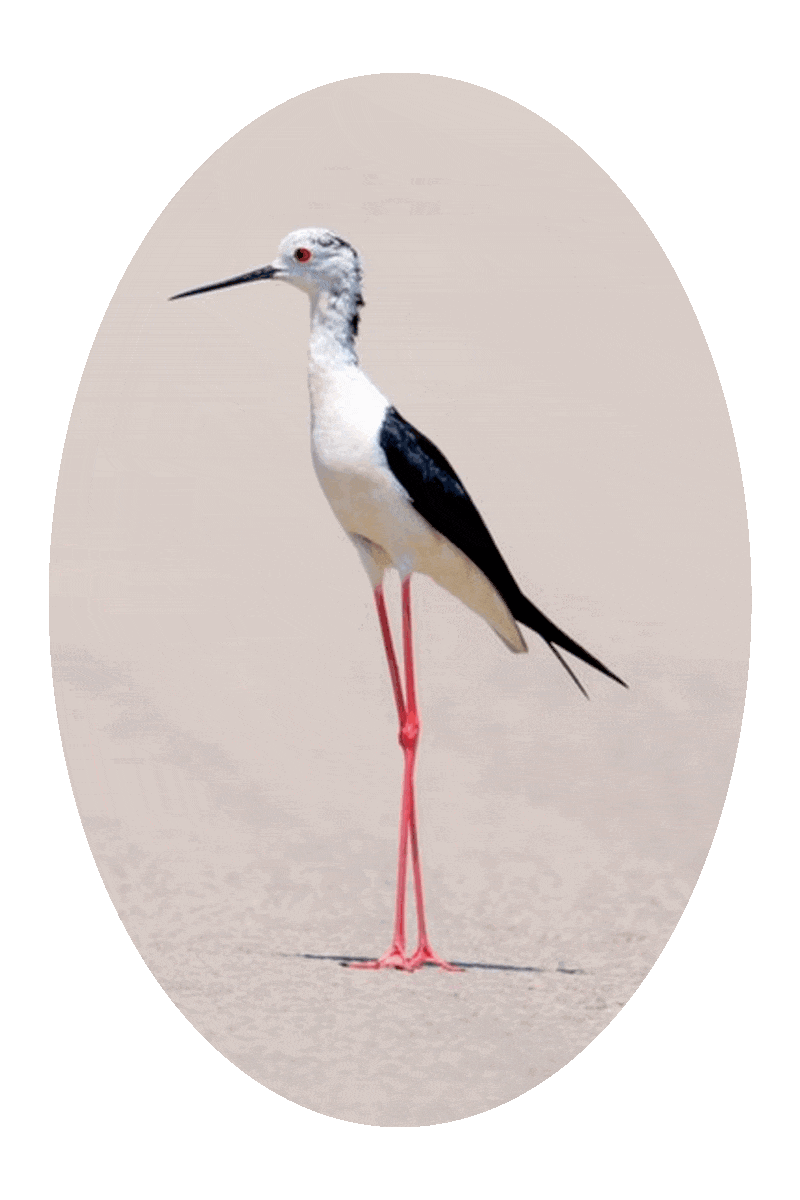 Picture of a long-legged shorebird standing on a sandy beach.