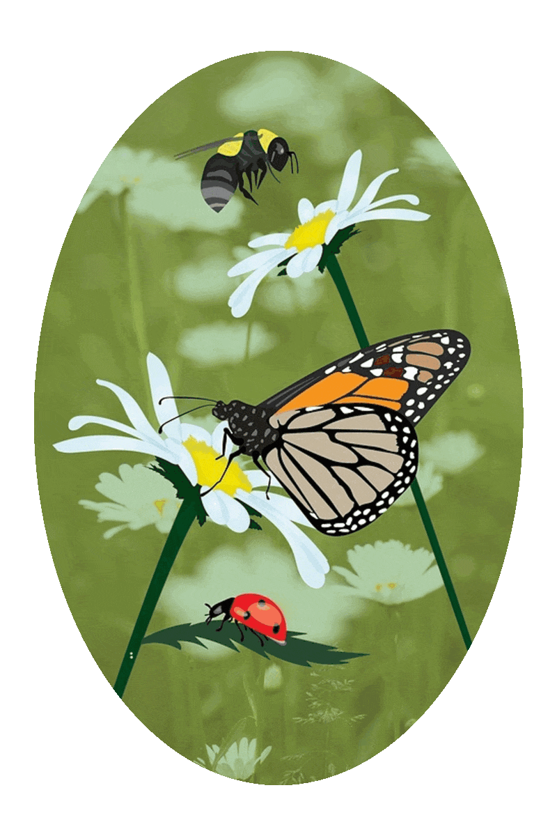 Picture of a bee, a butterfly, and a lady bug near daisy flower blossoms.