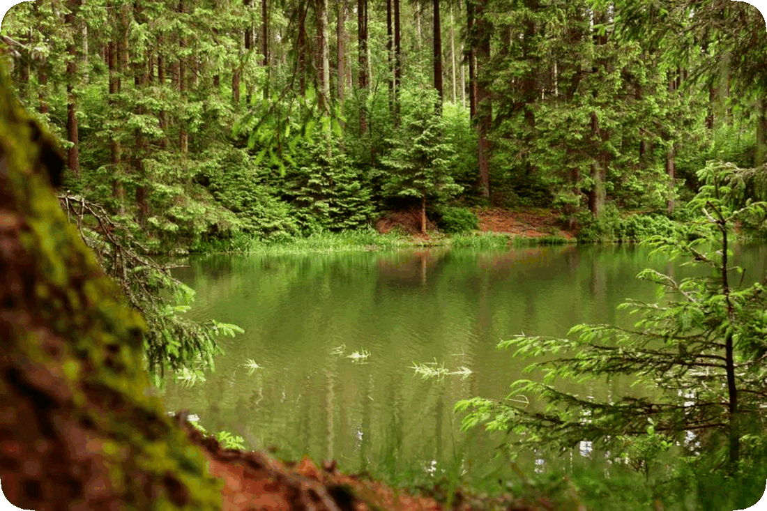 Picture of one end of a lake surrounded by evergreen trees, green grass, and other green leafy plants in a dense forest.