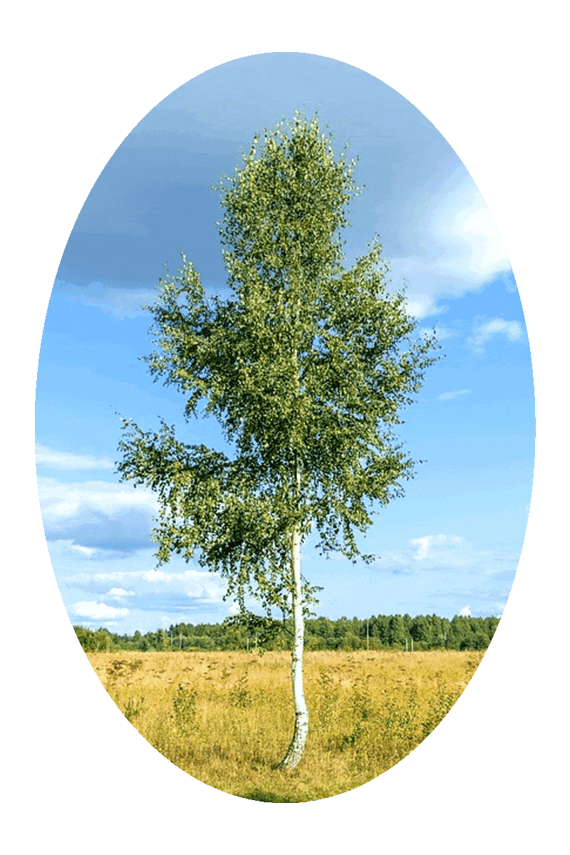 Picture of a tree in a field in summertime.