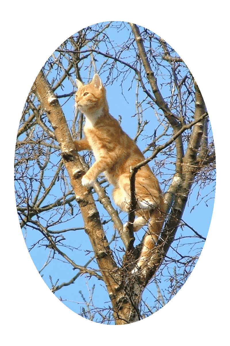 Picture of a domestic cat high up in a tree, peering out from among the branches, and a clear blue sky in the background.