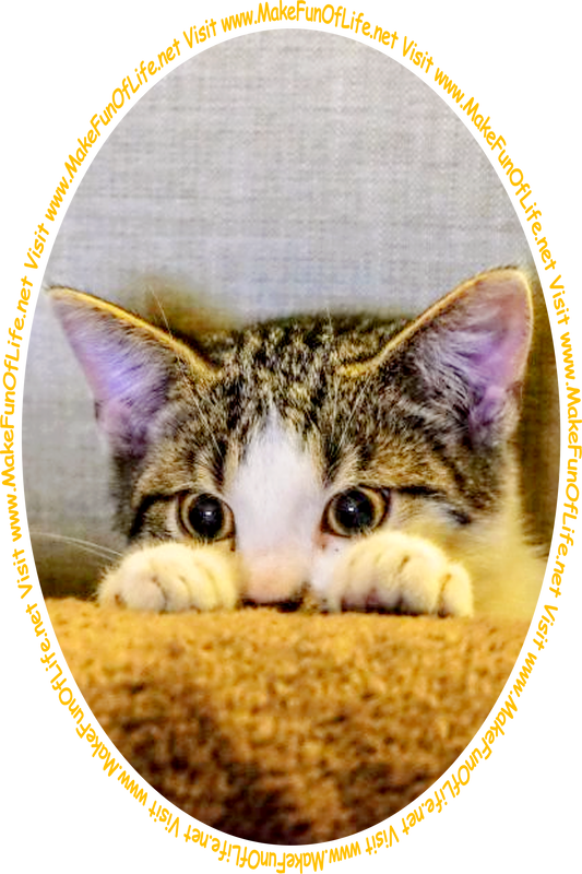Picture of a kitten peering over a roll of carpet at the words and pictures on the website, and the words, 'Visit www.MakeFunOfLife.net.'