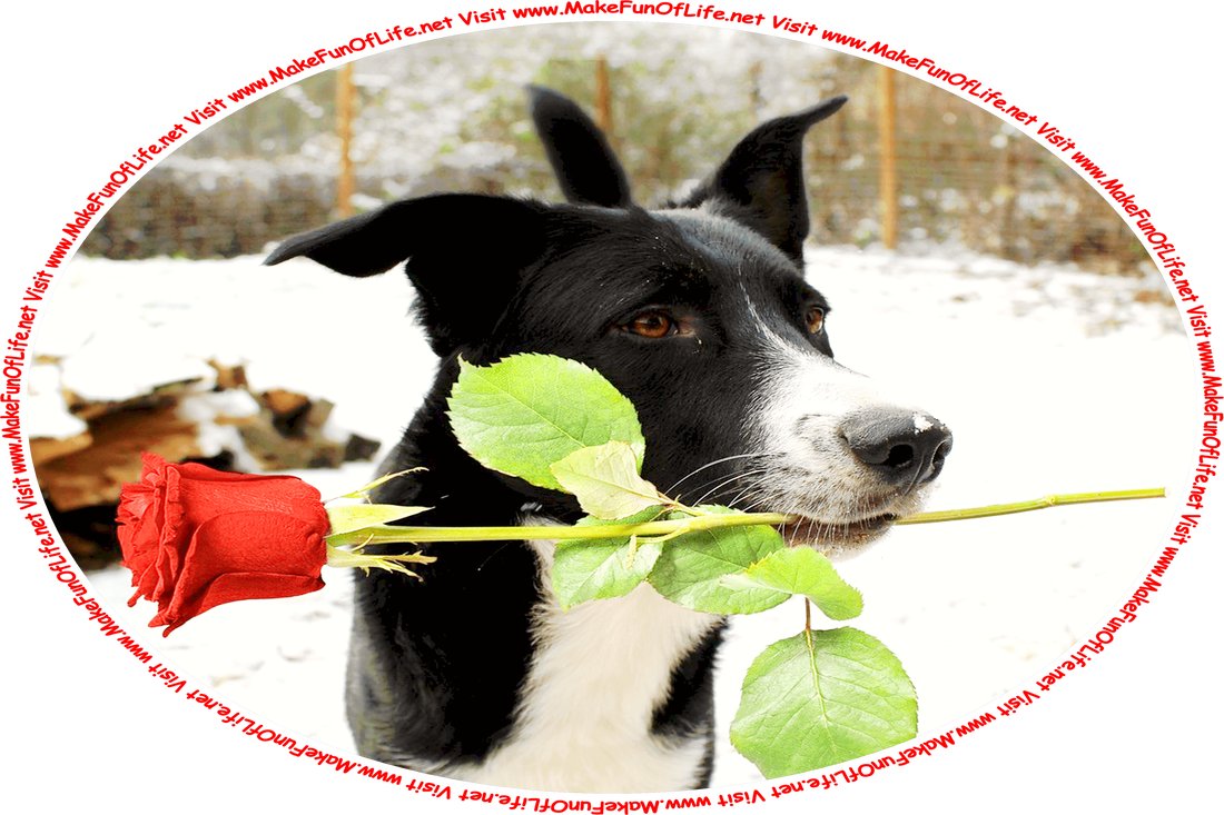 Picture of a medium size black and white dog standing outside in the fallen snow on a Winter day, holding in its mouth a single red rose by the stem, and the words, ‘Visit www.MakeFunOfLife.net.’