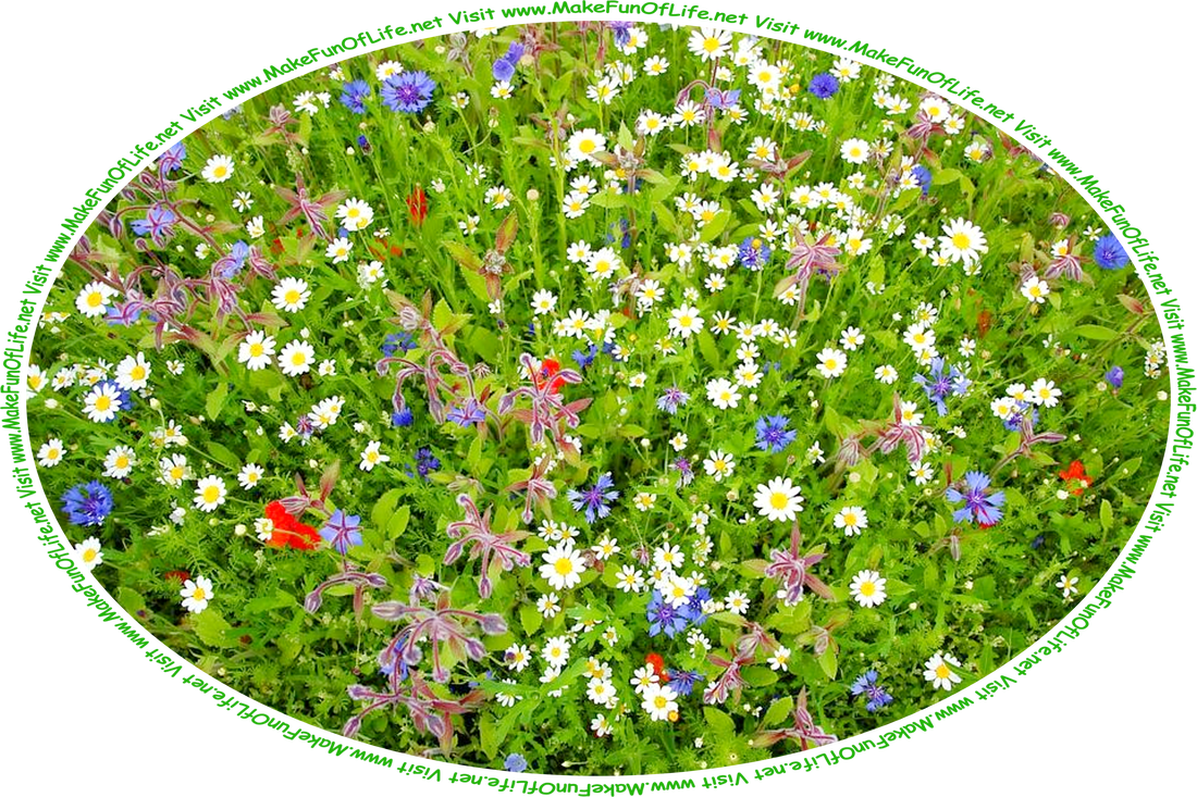 Picture of a variety of green leafy flowering plants, with blossoms in yellow and white, blue, blue and purplish-maroon, and red, and the words, ‘Visit www.MakeFunOfLife.net.’