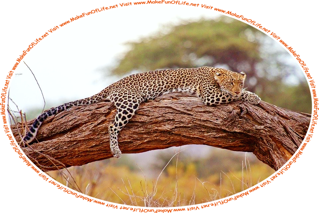 Picture of a leopard lying down on the trunk of a tree that is lying on its side, and the words, ‘Visit www.MakeFunOfLife.net.’