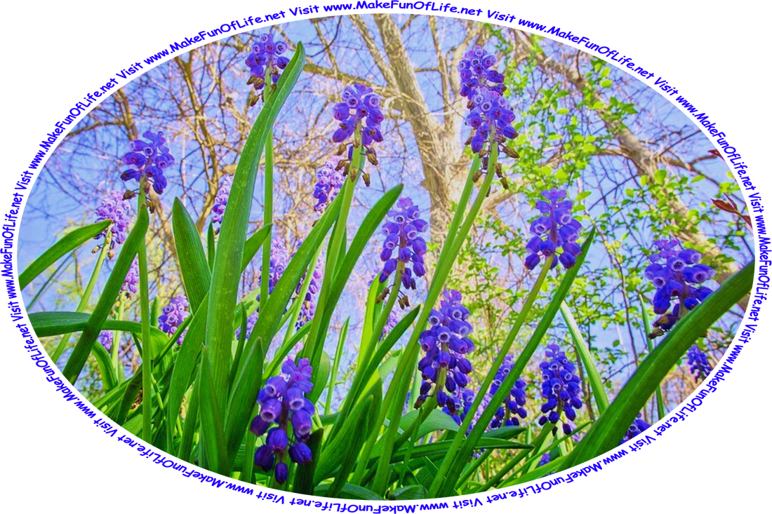 Picture of Muscari armeniacum, or muscari plants, commonly known as grape hyacinths, plants that have blue flowers with petals naturally fused into a vase-like shape, hanging downward and somewhat imaginatively resembling grapes, and the words, ‘Visit www.MakeFunOfLife.net.’
